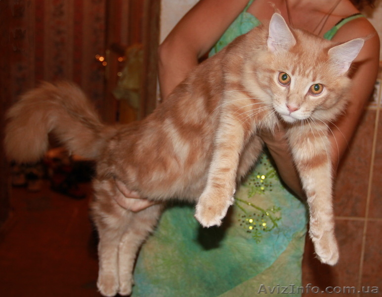 Предлагаем котят крупнейшей породы домашних кошек - мейн кун. - <ro>Изображение</ro><ru>Изображение</ru> #2, <ru>Объявление</ru> #437721