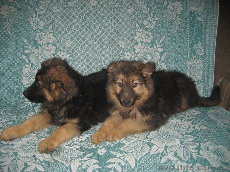 Продаются клубные щенки немецкой овчарки - <ro>Изображение</ro><ru>Изображение</ru> #1, <ru>Объявление</ru> #414892