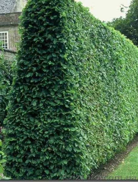 Саженцы сосны, берёзы, дуба, клена, липы, черёмухи, барбариса, живые изгороди - <ro>Изображение</ro><ru>Изображение</ru> #3, <ru>Объявление</ru> #446475