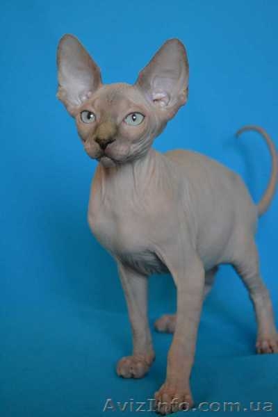 Элитные котята канадского сфинкса шоу класс и для дома. Доставка. - <ro>Изображение</ro><ru>Изображение</ru> #1, <ru>Объявление</ru> #432793
