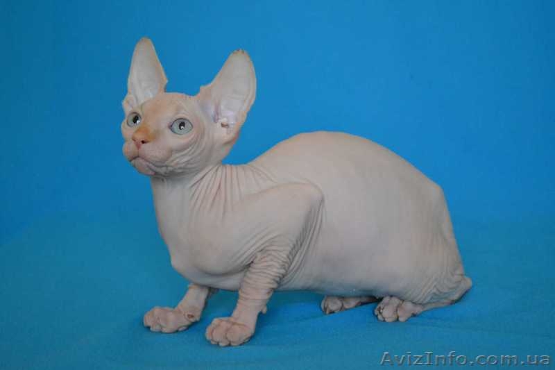 Элитные котята канадского сфинкса шоу класс и для дома. Доставка. - <ro>Изображение</ro><ru>Изображение</ru> #3, <ru>Объявление</ru> #432793