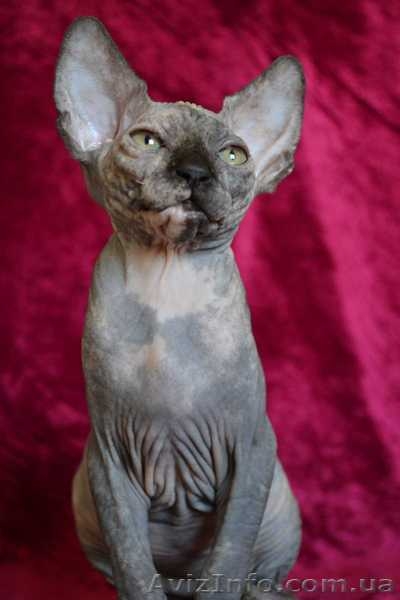 Элитные котята канадского сфинкса шоу класс и для дома. Доставка. - <ro>Изображение</ro><ru>Изображение</ru> #4, <ru>Объявление</ru> #432793