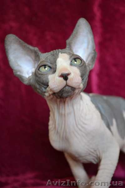 Элитные котята канадского сфинкса шоу класс и для дома. Доставка. - <ro>Изображение</ro><ru>Изображение</ru> #5, <ru>Объявление</ru> #432793