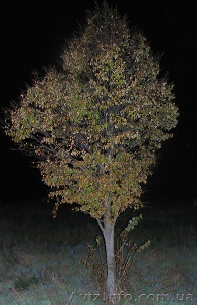 Саженцы ели, сосны, берёзы, дуба, клена, липы, черёмухи, барбариса - <ro>Изображение</ro><ru>Изображение</ru> #10, <ru>Объявление</ru> #446470