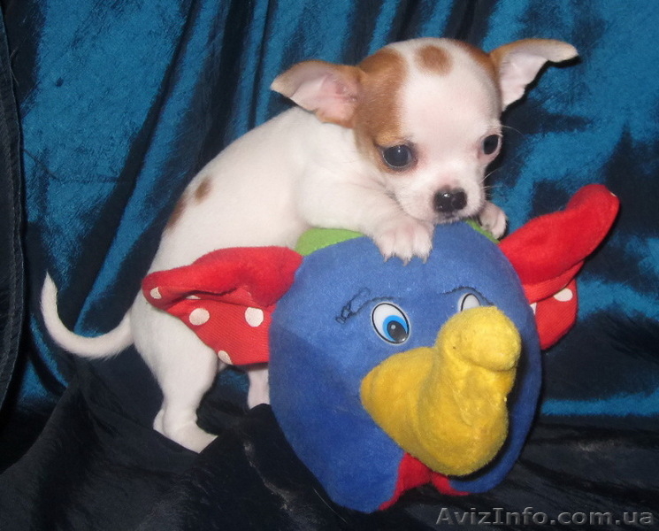 Чихуахуа  щеночек   продам - <ro>Изображение</ro><ru>Изображение</ru> #2, <ru>Объявление</ru> #432824