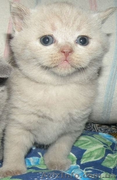 Шотландские котята / Британская короткошерстная - <ro>Изображение</ro><ru>Изображение</ru> #2, <ru>Объявление</ru> #448861