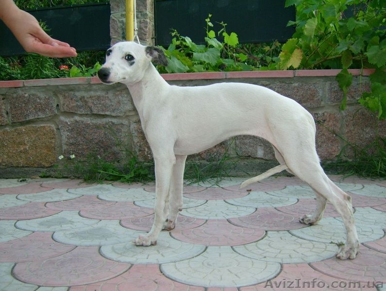 Уиппета щенки для любителей грации! - <ro>Изображение</ro><ru>Изображение</ru> #1, <ru>Объявление</ru> #427398