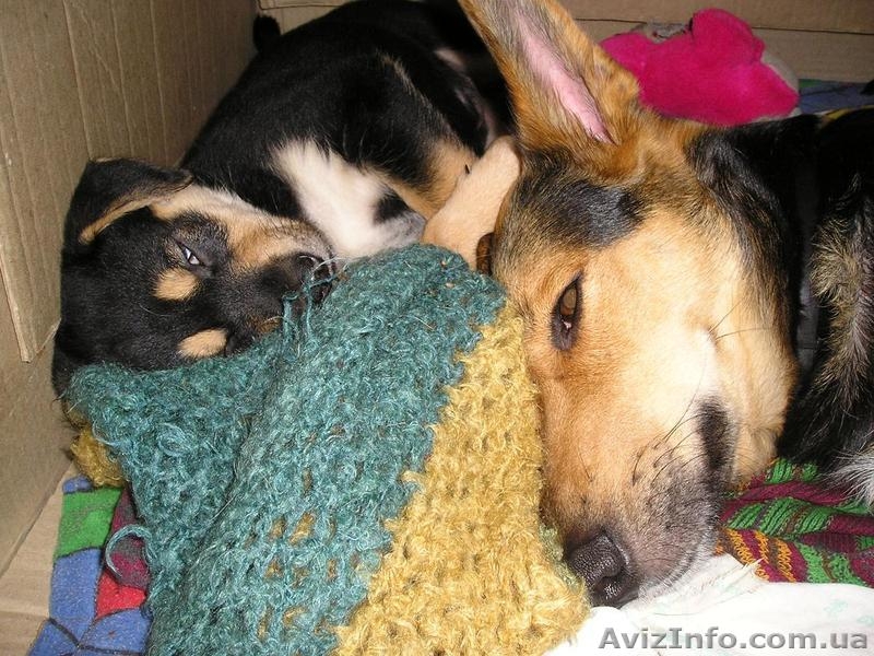 Пчелка - самый преданный друг - <ro>Изображение</ro><ru>Изображение</ru> #5, <ru>Объявление</ru> #444285