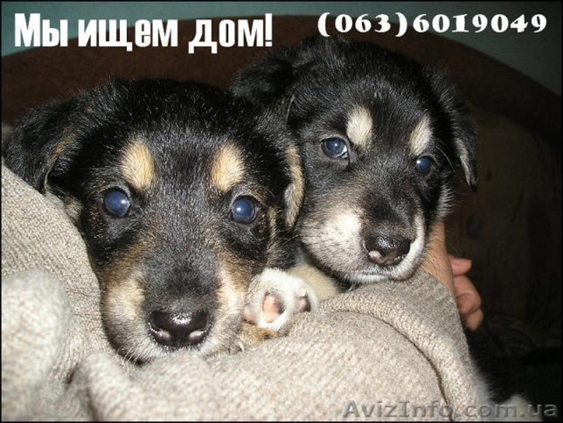 Пчелка - самый преданный друг - <ro>Изображение</ro><ru>Изображение</ru> #4, <ru>Объявление</ru> #444285