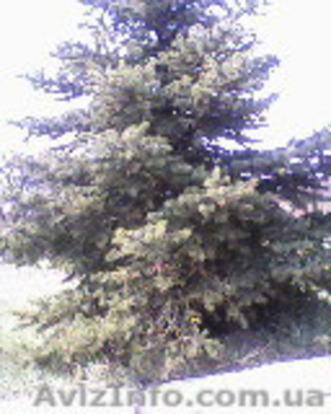 предлагаю большой асортимент декоративных растений - <ro>Изображение</ro><ru>Изображение</ru> #3, <ru>Объявление</ru> #437640