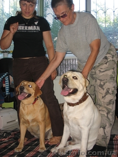 Породистые щенки лабрадора - <ro>Изображение</ro><ru>Изображение</ru> #2, <ru>Объявление</ru> #455615