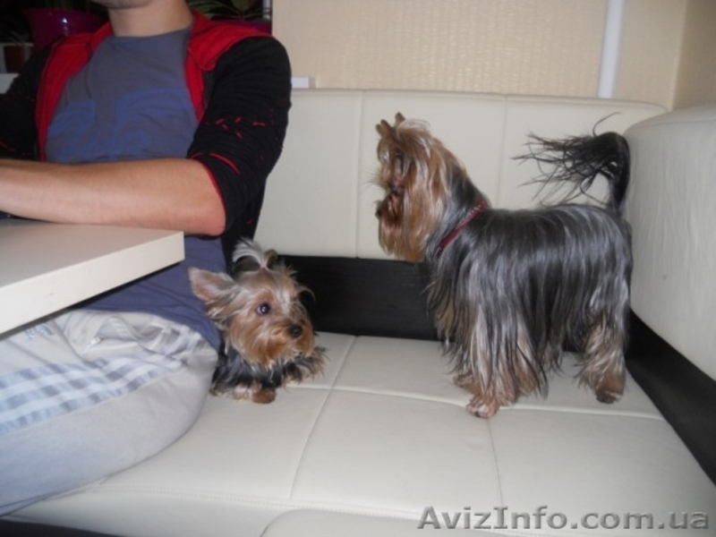 Качественная вязка! ЙОРК! - <ro>Изображение</ro><ru>Изображение</ru> #1, <ru>Объявление</ru> #432532