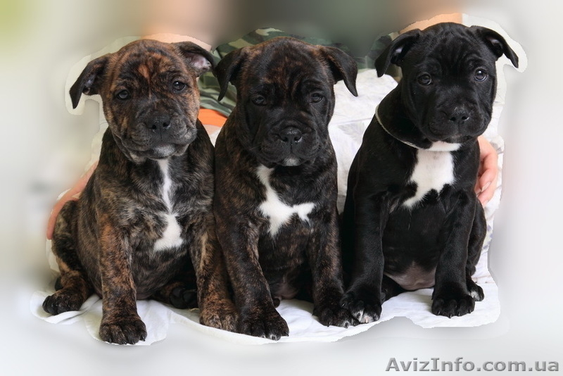 Стаффордширского бультерьера щенки - <ro>Изображение</ro><ru>Изображение</ru> #1, <ru>Объявление</ru> #482581