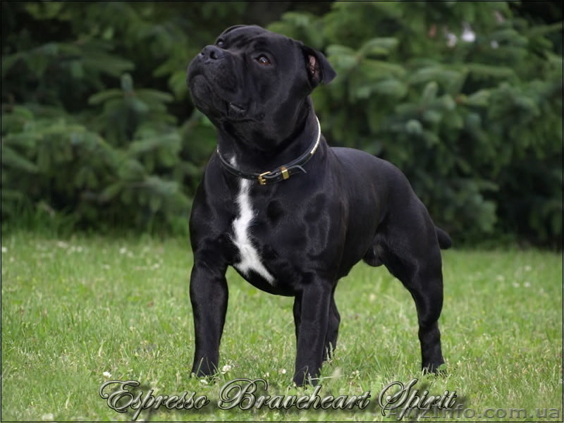 Стаффордширского бультерьера щенки - <ro>Изображение</ro><ru>Изображение</ru> #5, <ru>Объявление</ru> #482581