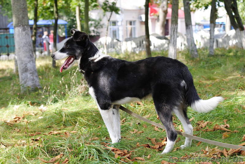 Пес-компаньон ищет самого лучшего хозяина! - <ro>Изображение</ro><ru>Изображение</ru> #6, <ru>Объявление</ru> #457171