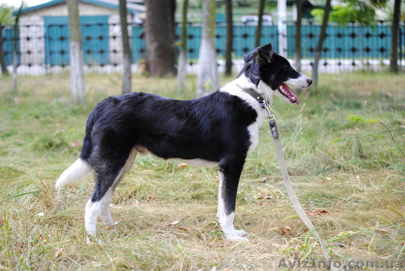 Пес-компаньон ищет самого лучшего хозяина! - <ro>Изображение</ro><ru>Изображение</ru> #4, <ru>Объявление</ru> #457171