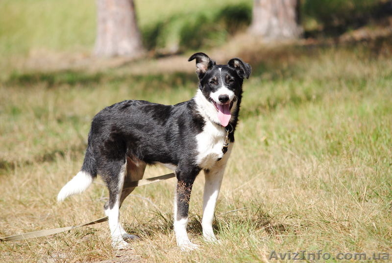 Пес-компаньон ищет самого лучшего хозяина! - <ro>Изображение</ro><ru>Изображение</ru> #3, <ru>Объявление</ru> #457171