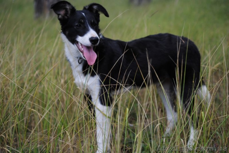 Пес-компаньон ищет самого лучшего хозяина! - <ro>Изображение</ro><ru>Изображение</ru> #1, <ru>Объявление</ru> #457171