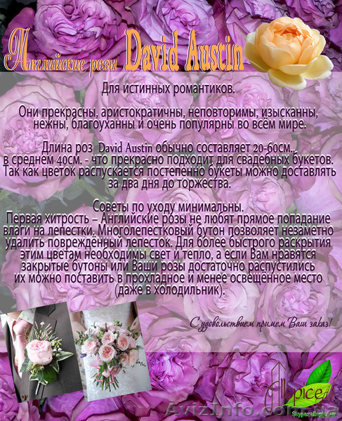 Опт.Цветы с плантаций Эквадора. - <ro>Изображение</ro><ru>Изображение</ru> #4, <ru>Объявление</ru> #458094