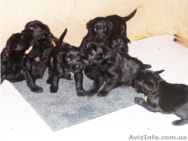 Щенки ризеншнауцера от рабочих родителей - <ro>Изображение</ro><ru>Изображение</ru> #3, <ru>Объявление</ru> #458459