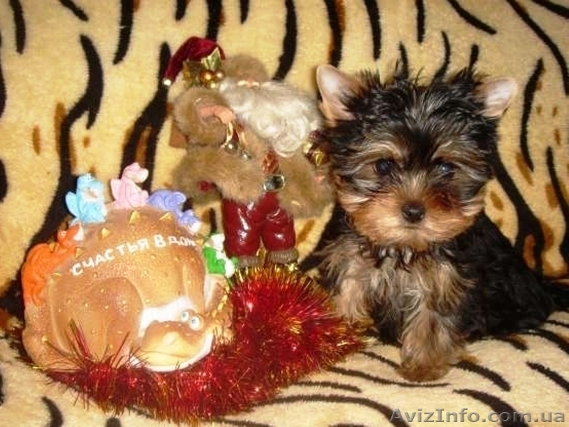 Красивые йорики - <ro>Изображение</ro><ru>Изображение</ru> #1, <ru>Объявление</ru> #471464