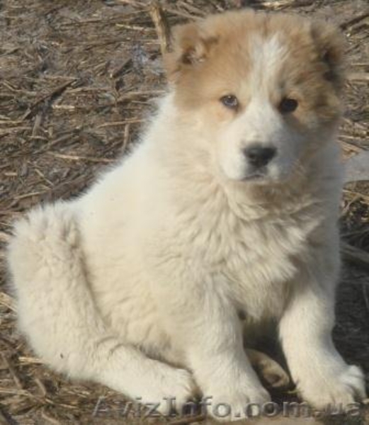 Щенки среднеазиатской овчарки пестрых окрасов - <ro>Изображение</ro><ru>Изображение</ru> #3, <ru>Объявление</ru> #30798