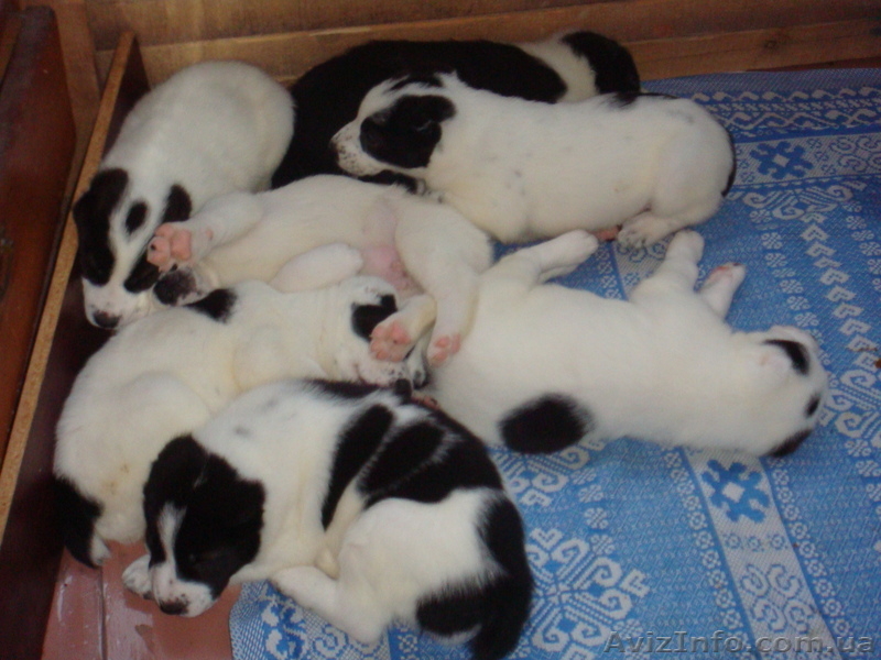 Лучший новогодний подарок  - <ro>Изображение</ro><ru>Изображение</ru> #4, <ru>Объявление</ru> #465541