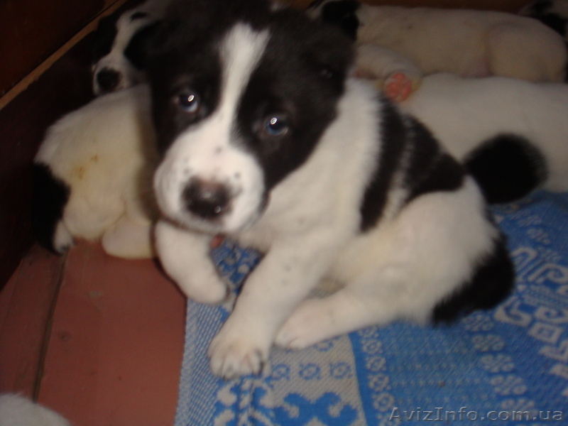 Лучший новогодний подарок  - <ro>Изображение</ro><ru>Изображение</ru> #1, <ru>Объявление</ru> #465541