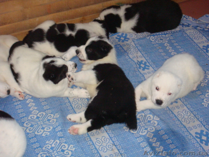 Лучший новогодний подарок  - <ro>Изображение</ro><ru>Изображение</ru> #5, <ru>Объявление</ru> #465541