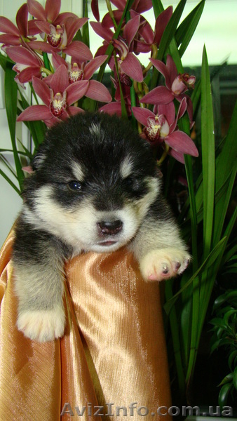 Продам красивейших щенков Аляскинского маламута - <ro>Изображение</ro><ru>Изображение</ru> #1, <ru>Объявление</ru> #467998