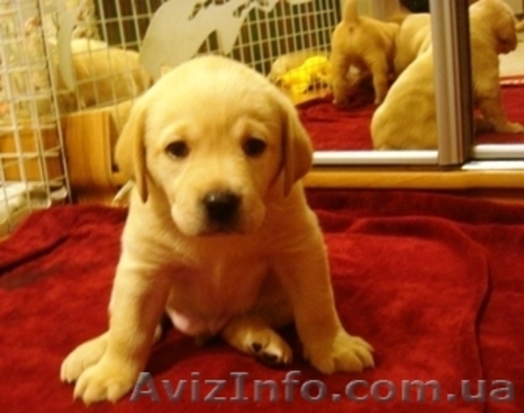 Щенки лабрадорчики - <ro>Изображение</ro><ru>Изображение</ru> #2, <ru>Объявление</ru> #442278