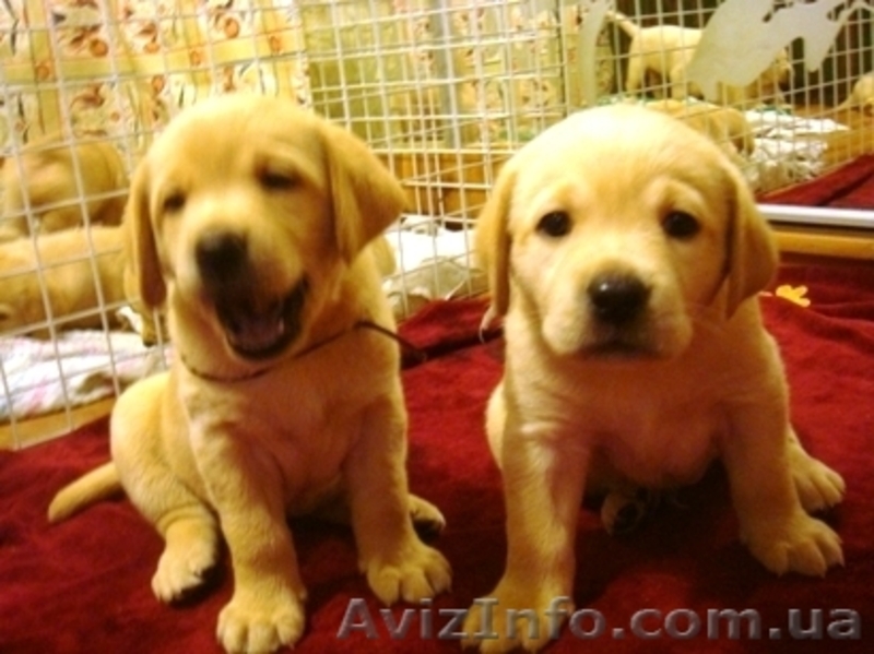 Щенки лабрадорчики - <ro>Изображение</ro><ru>Изображение</ru> #3, <ru>Объявление</ru> #442278