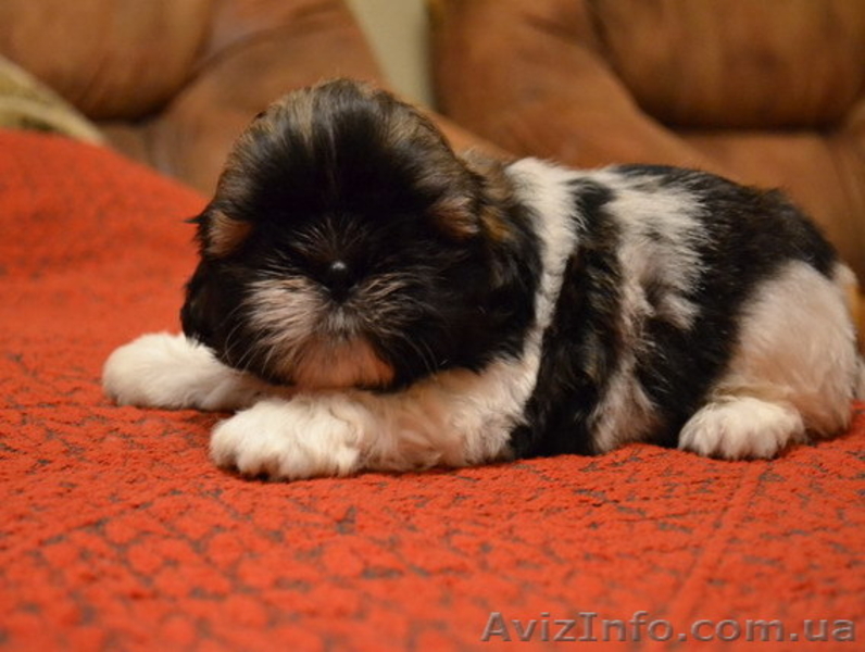 Роскошные щенки ши-тцу - <ro>Изображение</ro><ru>Изображение</ru> #3, <ru>Объявление</ru> #482457