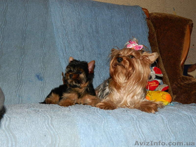 йоркширский терьер!!.. - <ro>Изображение</ro><ru>Изображение</ru> #4, <ru>Объявление</ru> #453334