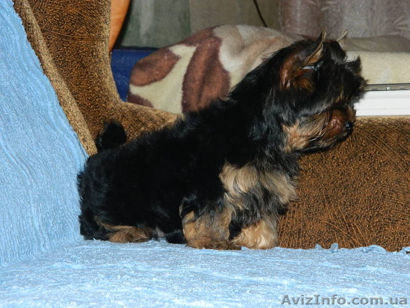 йоркширский терьер!!.. - <ro>Изображение</ro><ru>Изображение</ru> #2, <ru>Объявление</ru> #453334