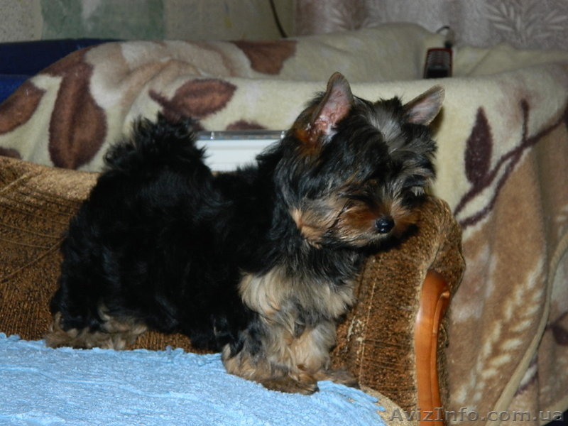 йоркширский терьер!!.. - <ro>Изображение</ro><ru>Изображение</ru> #3, <ru>Объявление</ru> #453334