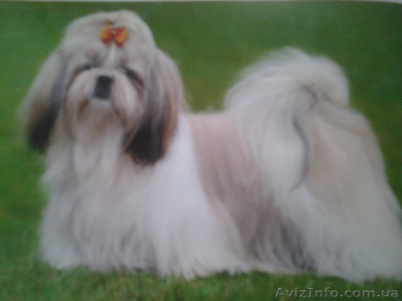 Роскошные щенки ши-тцу - <ro>Изображение</ro><ru>Изображение</ru> #1, <ru>Объявление</ru> #482457