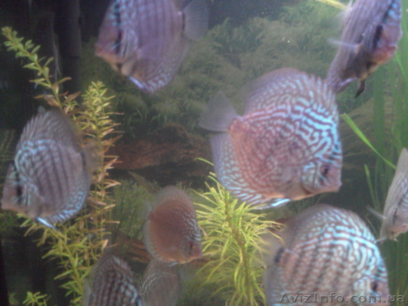 продам шикарных дискусят - <ro>Изображение</ro><ru>Изображение</ru> #3, <ru>Объявление</ru> #465166