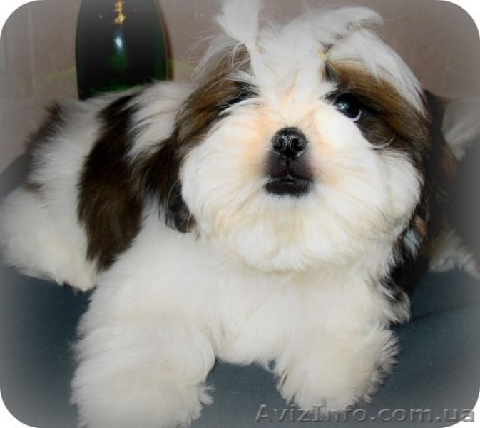 Щенок ши - тцу мальчик - <ro>Изображение</ro><ru>Изображение</ru> #2, <ru>Объявление</ru> #481014