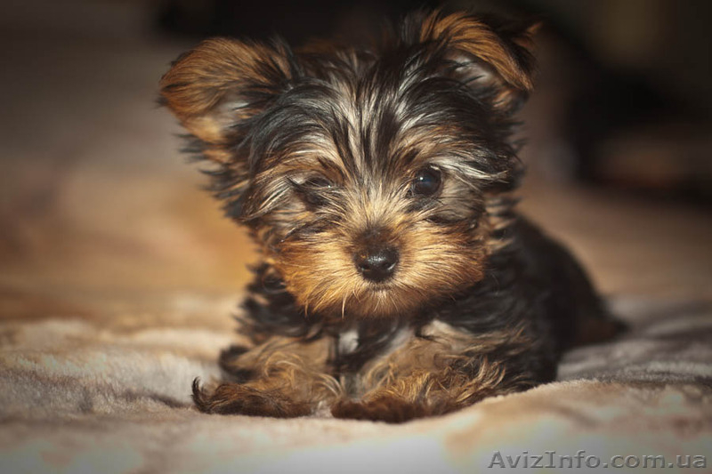 Йорк-мини щенок - <ro>Изображение</ro><ru>Изображение</ru> #2, <ru>Объявление</ru> #470321
