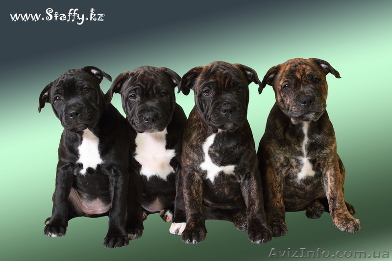 Стаффордширского бультерьера щенки - <ro>Изображение</ro><ru>Изображение</ru> #2, <ru>Объявление</ru> #482581