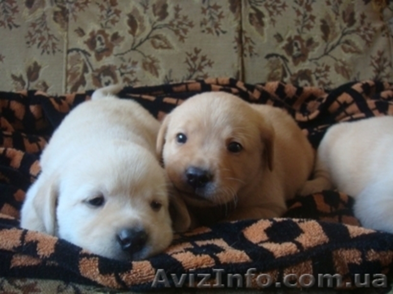 Щенки лабрадорчики - <ro>Изображение</ro><ru>Изображение</ru> #4, <ru>Объявление</ru> #442278