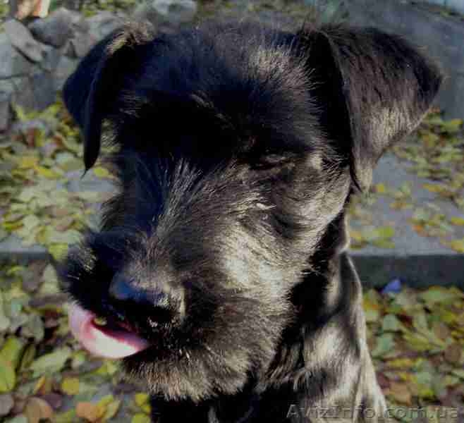 Щенки ризеншнауцера от рабочих родителей - <ro>Изображение</ro><ru>Изображение</ru> #5, <ru>Объявление</ru> #458459