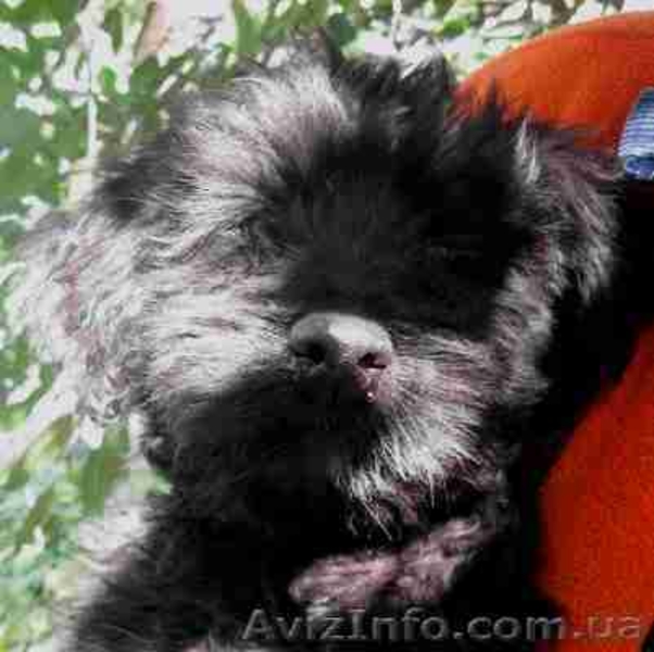 Щенки ризеншнауцера от рабочих родителей - <ro>Изображение</ro><ru>Изображение</ru> #6, <ru>Объявление</ru> #458459