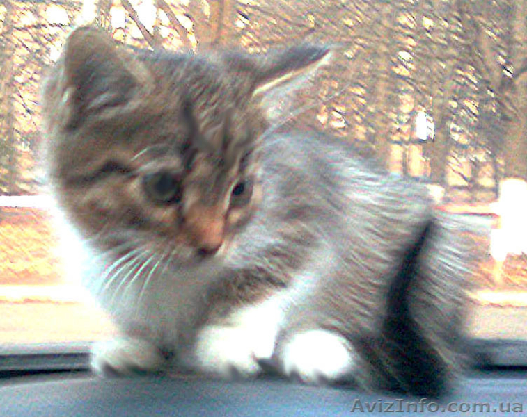 Котенок отдам в хорошие руки - <ro>Изображение</ro><ru>Изображение</ru> #2, <ru>Объявление</ru> #463381