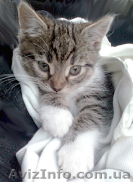 Котенок отдам в хорошие руки - <ro>Изображение</ro><ru>Изображение</ru> #1, <ru>Объявление</ru> #463381