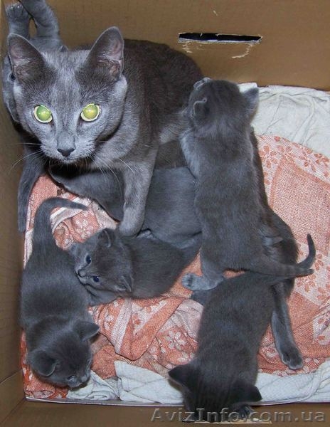 Серебристый подарок под/на ёлку - <ro>Изображение</ro><ru>Изображение</ru> #1, <ru>Объявление</ru> #460531