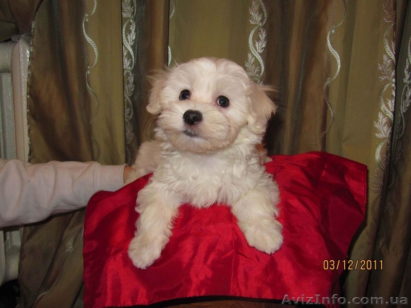 Продам щенка мальтезе - <ro>Изображение</ro><ru>Изображение</ru> #3, <ru>Объявление</ru> #465602