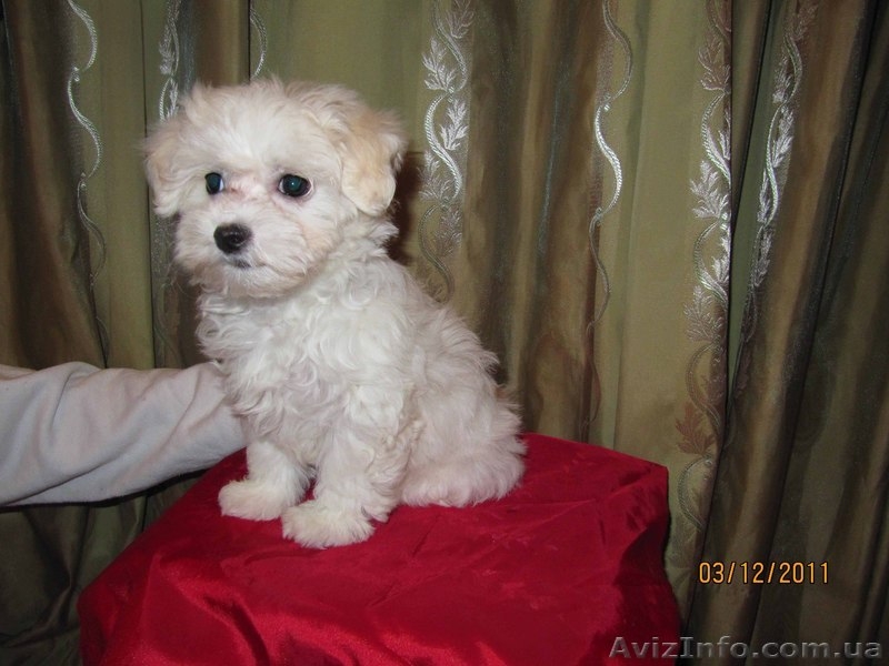 Продам щенка мальтезе - <ro>Изображение</ro><ru>Изображение</ru> #2, <ru>Объявление</ru> #465602