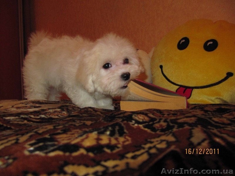 Предлагаю щенков Mальтезе (Mальтийская болонка)  - <ro>Изображение</ro><ru>Изображение</ru> #2, <ru>Объявление</ru> #473025